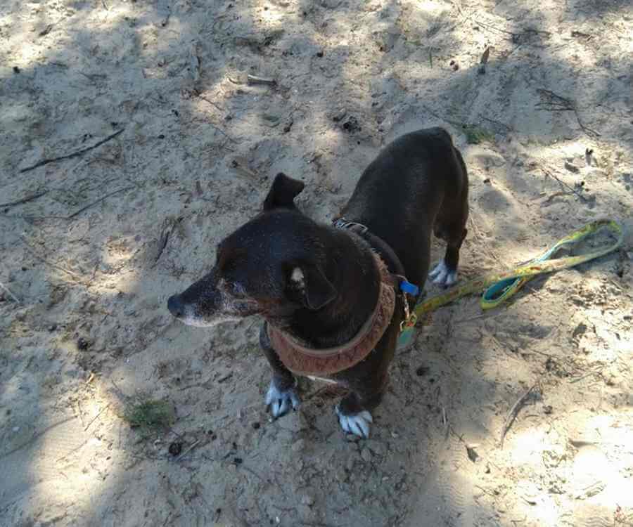 Chihuahua Walking