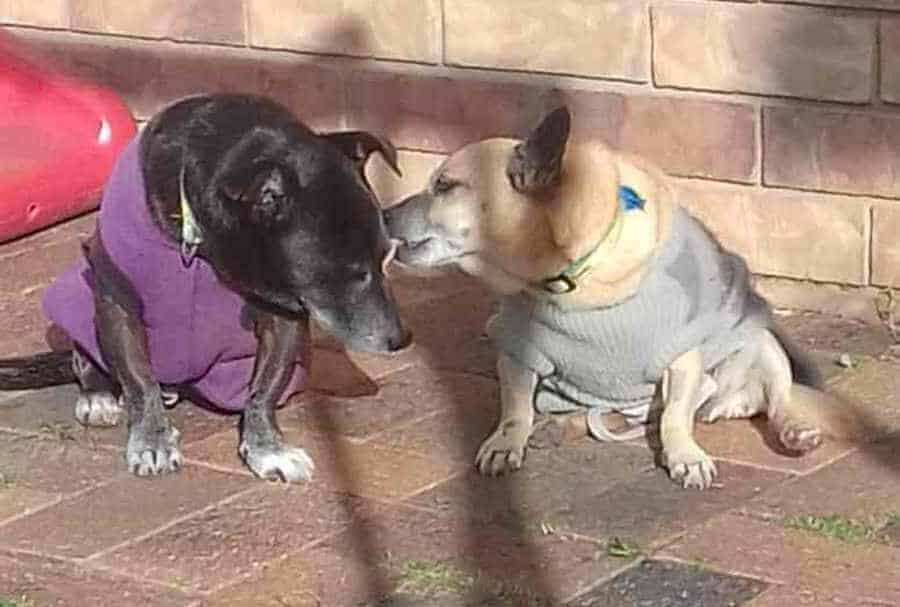 Chihuahuas