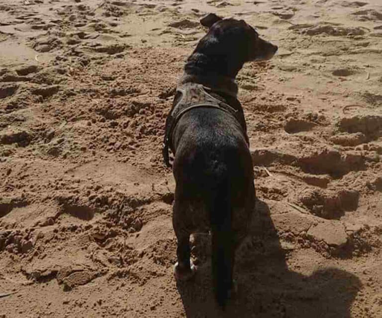 How To Adjust A Harness On A Chihuahua? Caring For All Pets