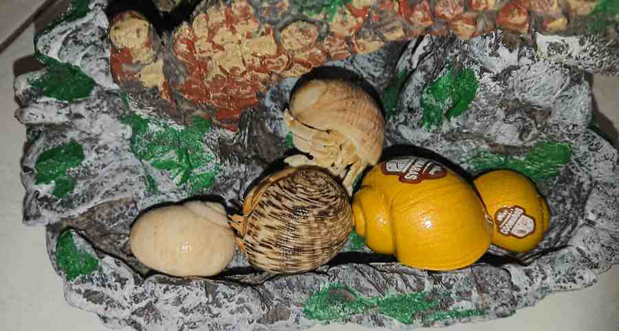 Hermit Crabs Shells