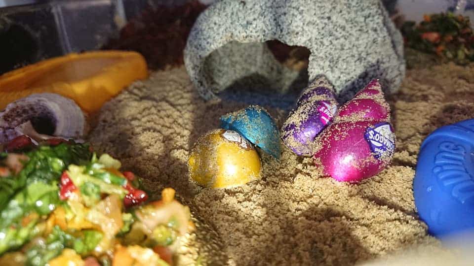 spare shells