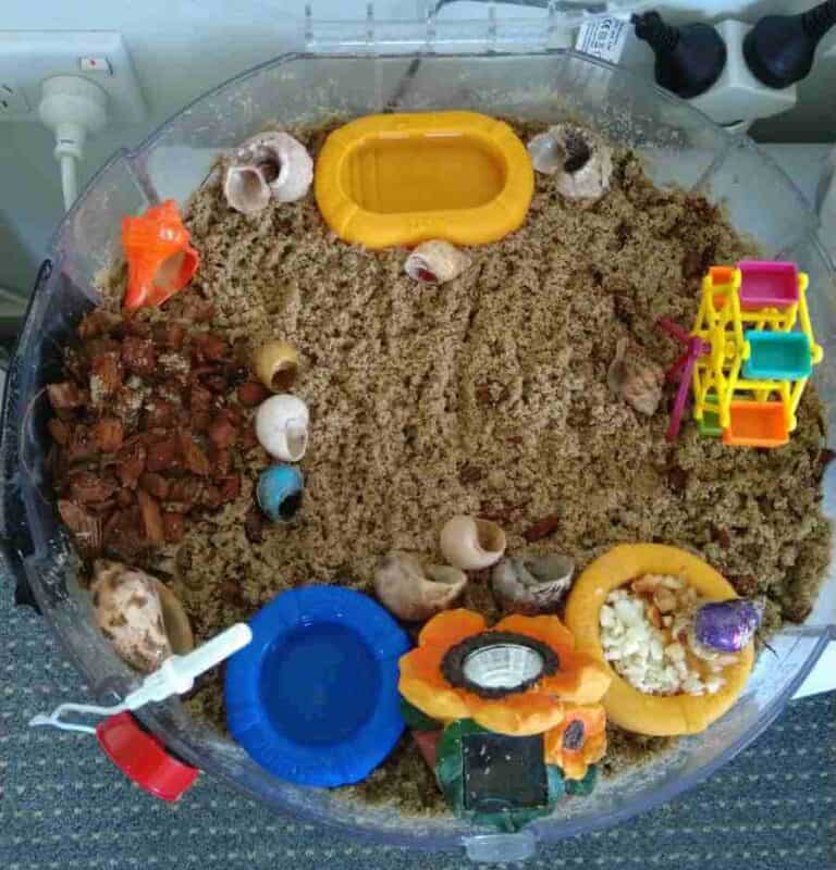 10 Hermit Crab Tank Ideas Caring For All Pets