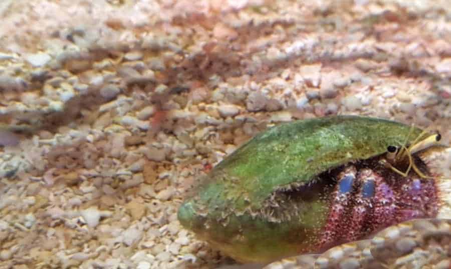 Hermit Crabs In Ocean