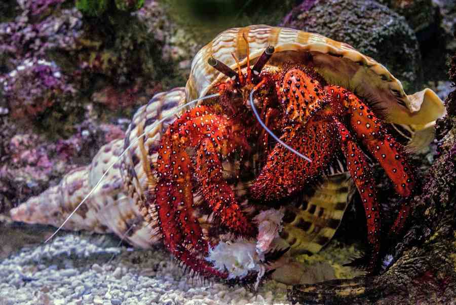 Hermit Crabs In The Ocean