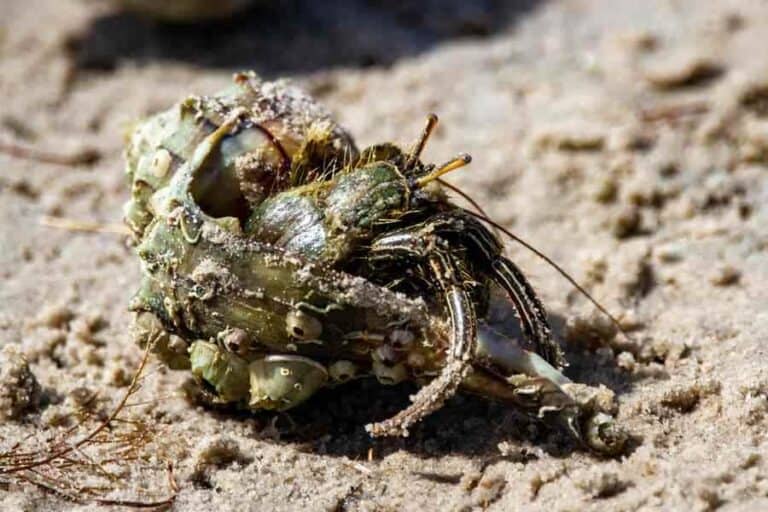 What Is Better For Hermit Crabs Sand Or Gravel? Caring For All Pets