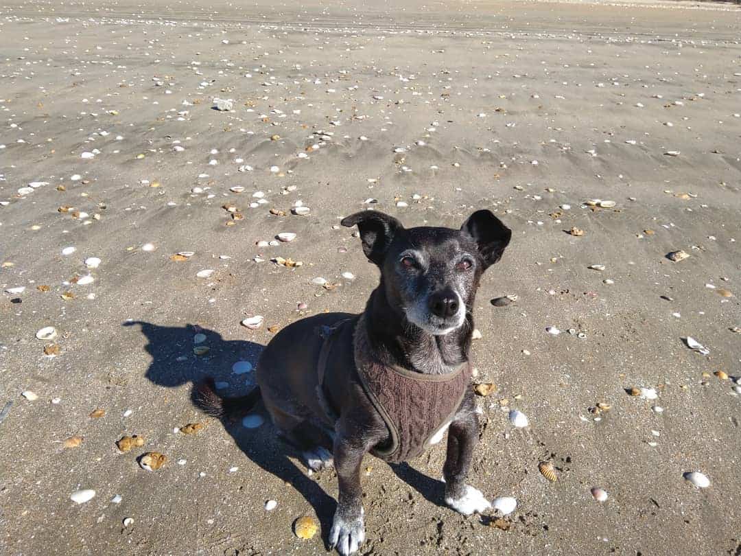 Do Chihuahuas Like the Beach?