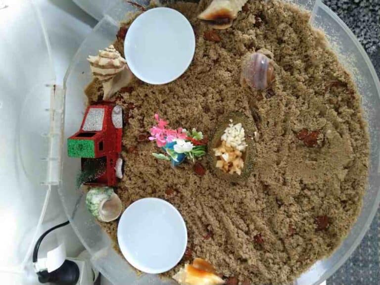 Hermit Crab Lifespan Caring For All Pets