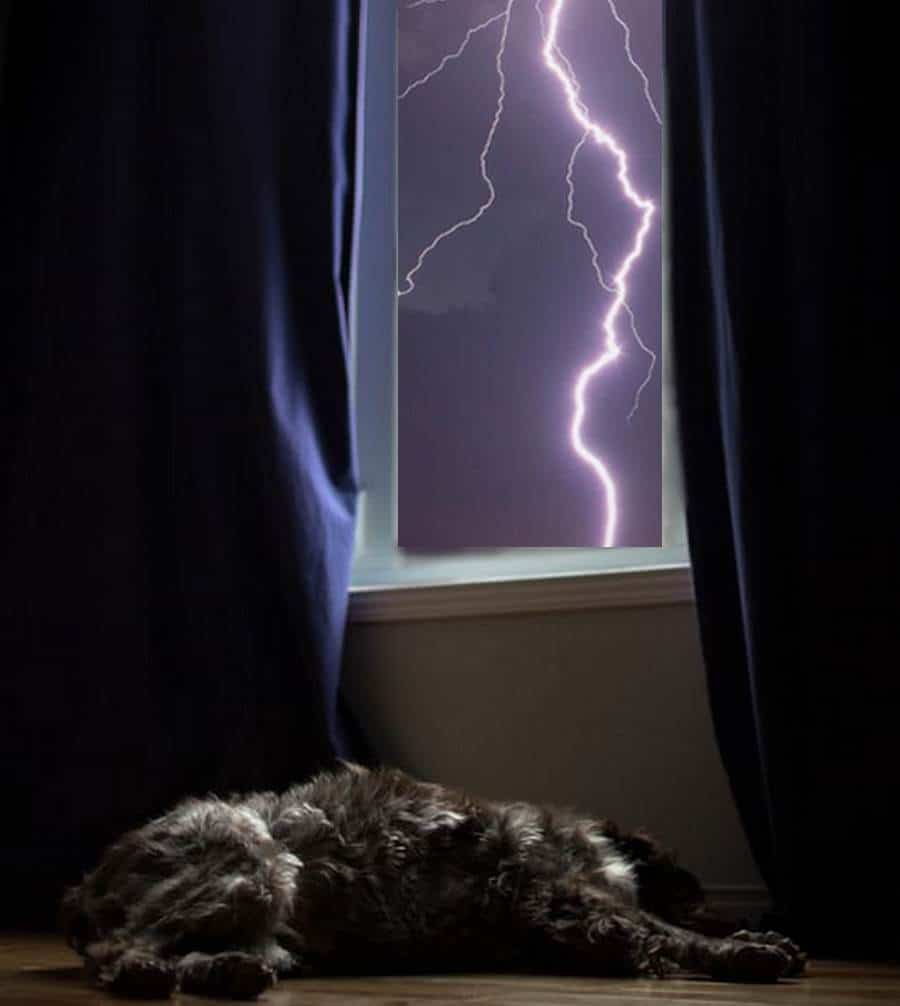 Why Are Dogs Scared Of Storms