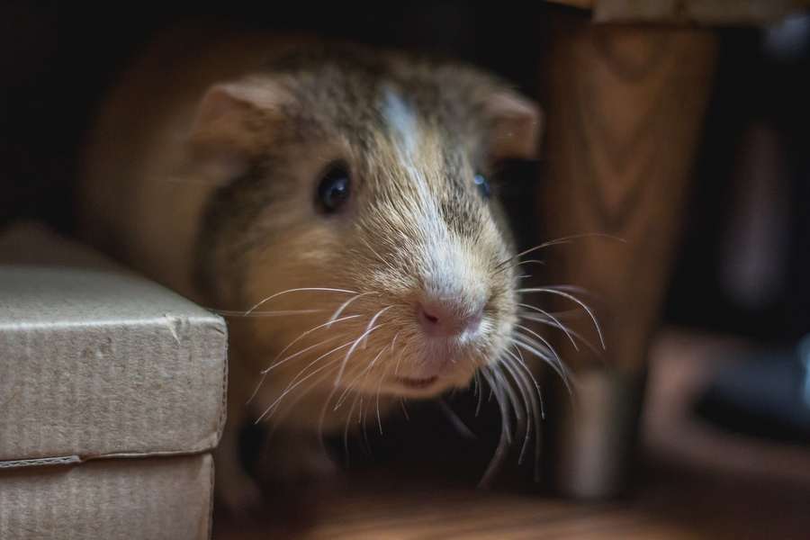 Guinea Pig