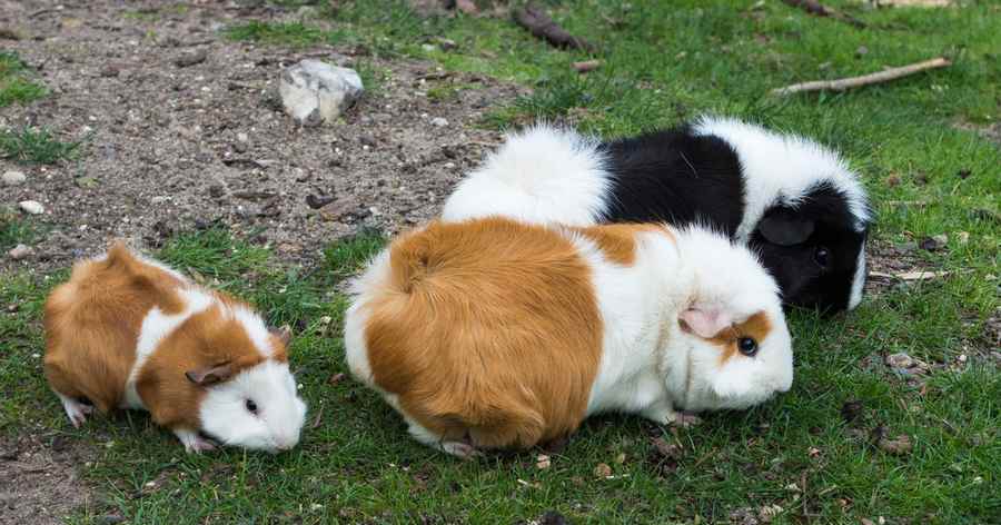 Guinea Pig babies