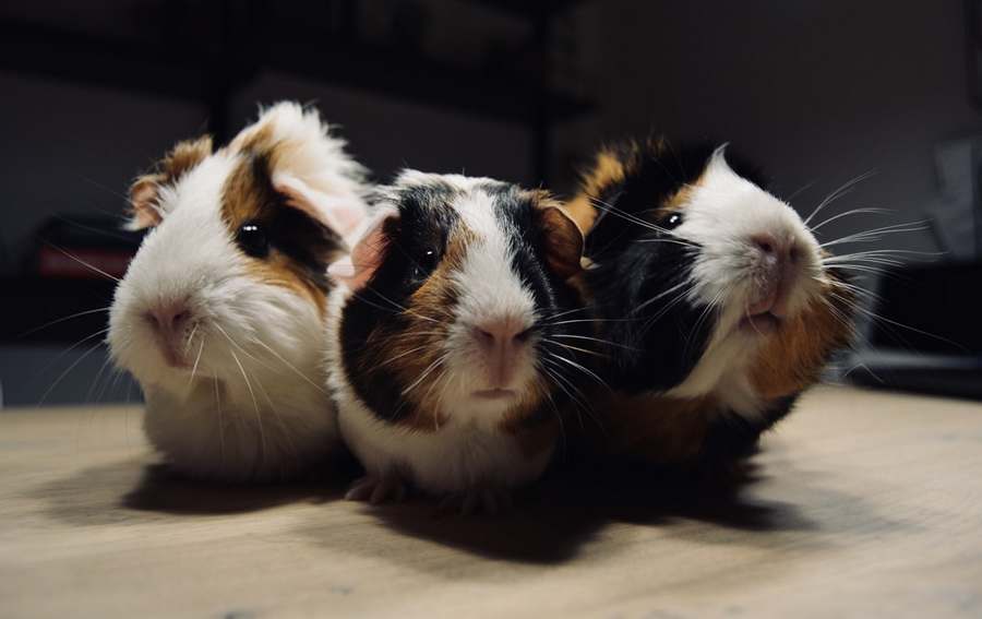 Guinea Pigs