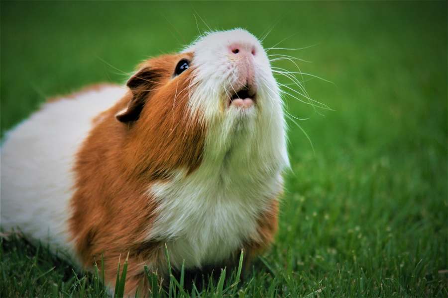 Guinea pig scratching