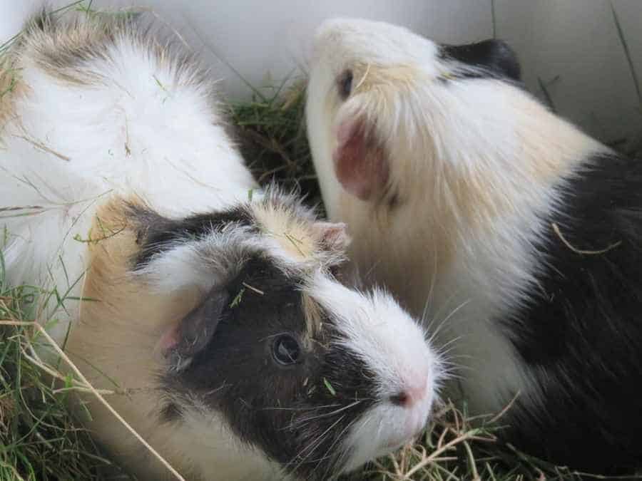 Guinea Pigs Sharing Food Bowl