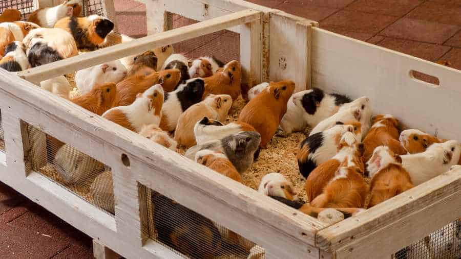 guinea pigs cage