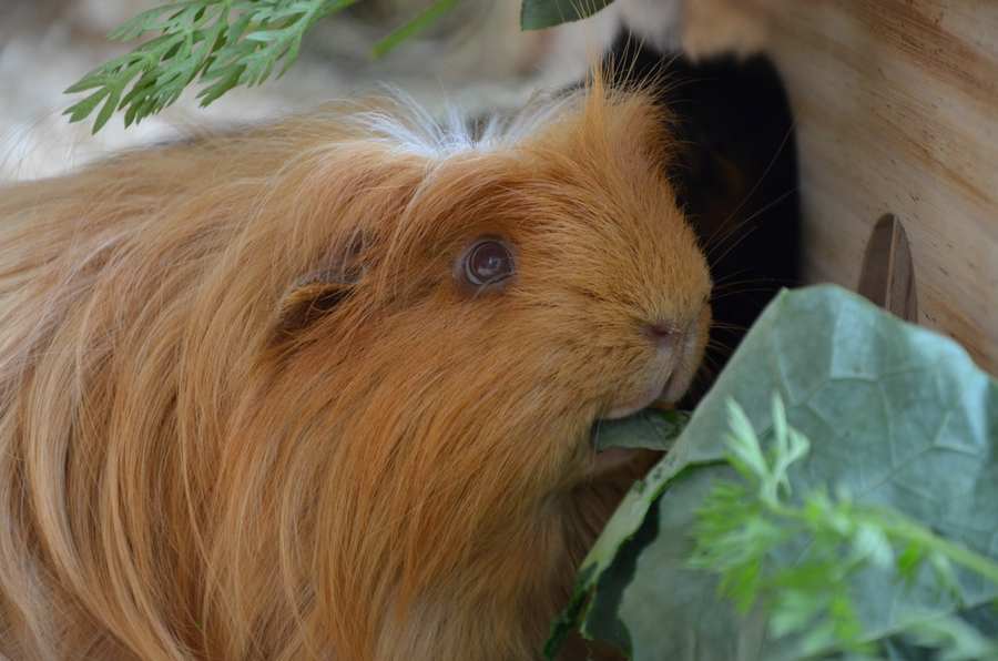 guinea pigs eye problems