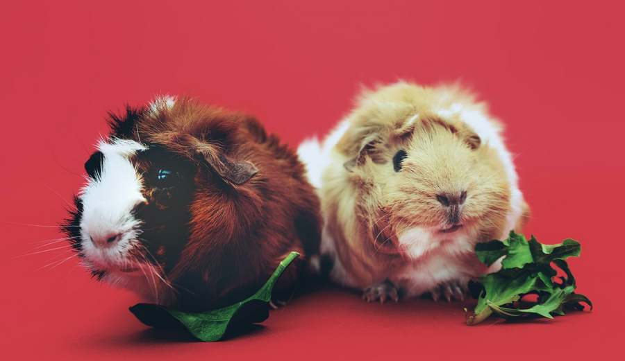 guinea pigs food