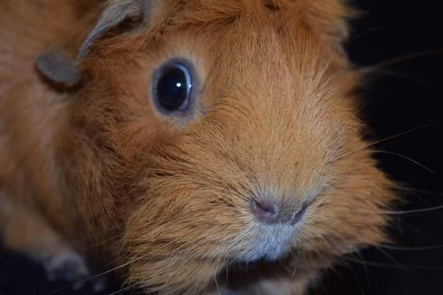 male Guinea Pig