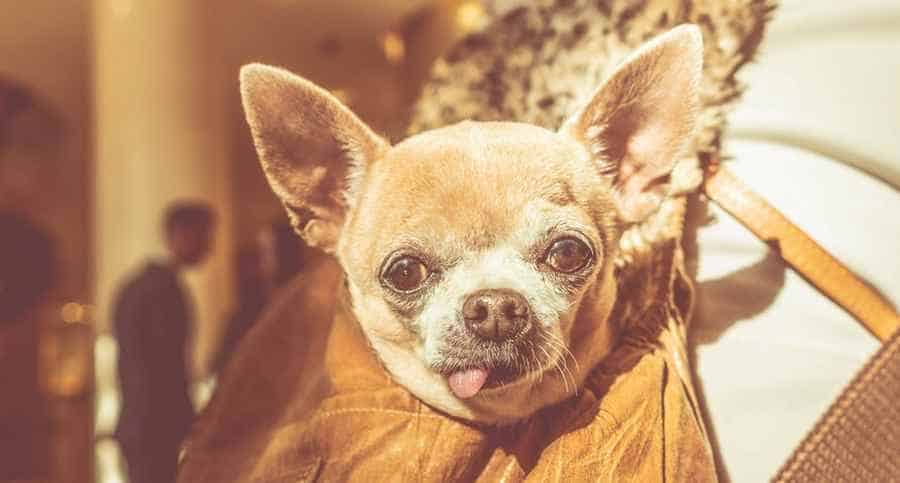 Chihuahua In Bag