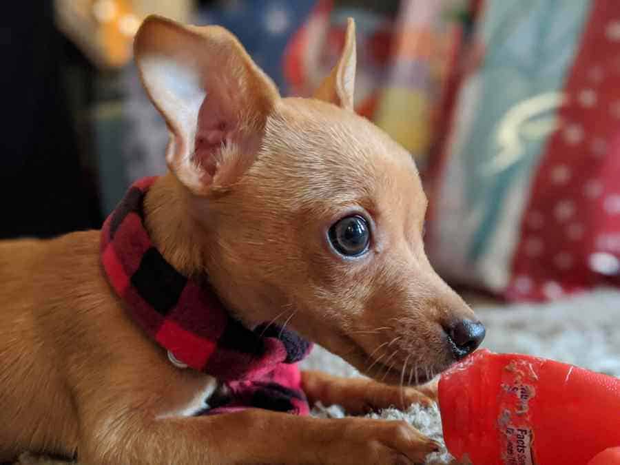 are chihuahuas good emotional support dogs