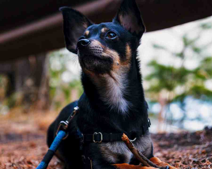 Young Chihuahua