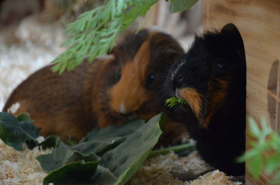 Guinea Pigs