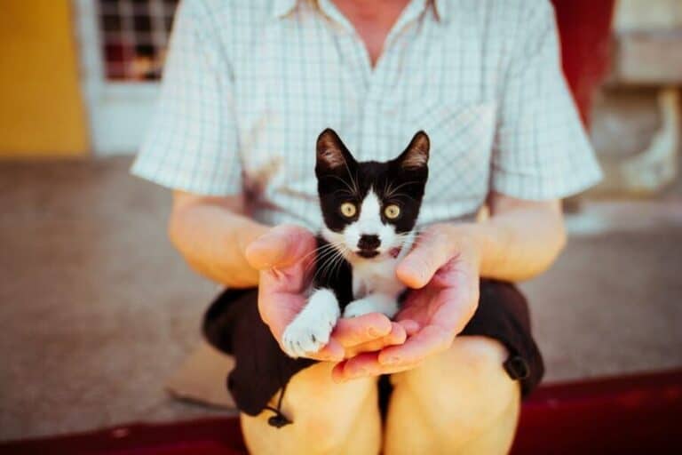 Why Do Cats Like To Lay On Your Lap? Caring For All Pets
