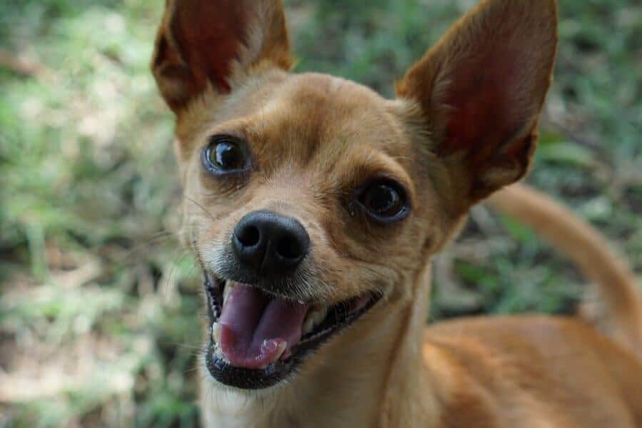 Do Chihuahuas Shed A Lot? Caring For All Pets