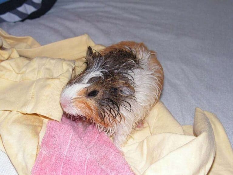 Are Guinea Pigs Smelly? Caring For All Pets