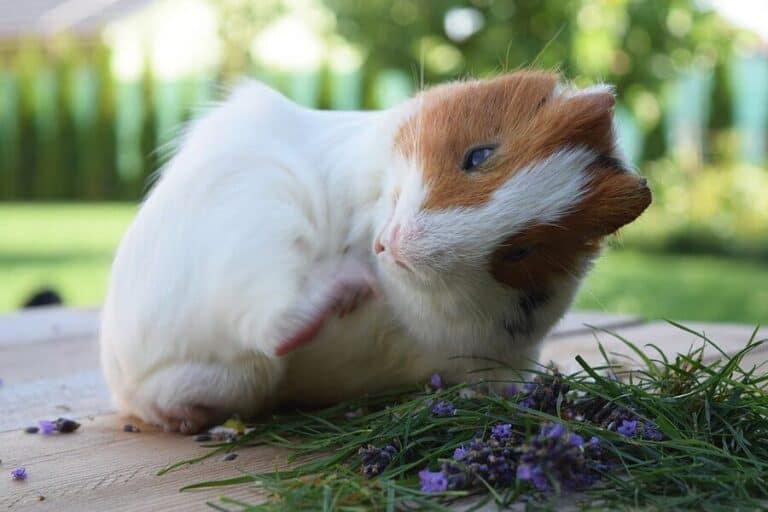Are Guinea Pigs Smelly? Caring For All Pets