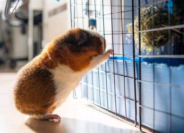 What Do Guinea Pigs Need In Their Cage? Caring For All Pets